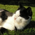 Oskar E