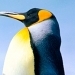 swedenman