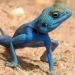 Lizard