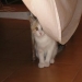 Lilper