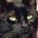 Cool cat