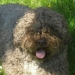 Bellina
