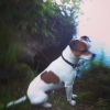 Bild från Sikabacken, Torsjön av @sissiwan56 - Zorro och jag på långpromenad och ett härligt kvällsdopp