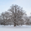 Our own Great Centenary Oak grove, 