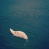Bild från Brygga 10. Nakenbadet I Malmö av @gishma - I am swim #swan.
( half flamingo half swan)