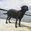 Bild av @zara.winkler - Bean håller koll så att barnen sköter sig i vattnet #dräktig #jaktlabrador #fårintebada