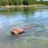 Bild av @lillymore - #badutt #lagotto