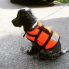 Bild av @pihlpartner - #hundenTexas efter premiärdopp #cockerspaniel