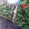 Nu är det underbart på Grassagården!
Du som gjorde ett kvällsbesök och plockade med dig av våra fina blommor och krukor kan väl komma förbi och betala!
Hälsar Ann-Louise