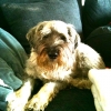 Finaste Elsa, Malins hund