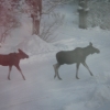 Älgar på promenad utanför fönstret