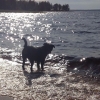 Bild av @bullzeye_ - Can't take her for long walks because of this stupid cold I've got but at least I can take her swiming and she sure loves that ❤️ ‪‬#motmintoppform#mrr#minresaräknas#tyngre#curves#winnersneverquit#getbig#bottentilltoppen#fitmom#jaghar