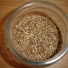 Avplockad koriander