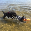 Bild från Båtgården av @lifewithagility - Idag har jag vart med Jazza på Båtgården med M och hennes 3 dogs. Det var kul, hundarna busade, skällde på folk som gick o cyklade förbi, skällde mkt över lag, jagade fåglar, smutsade ner filtarna, badade och spra