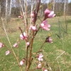 Påskblommor och humlesurr. Det kanske blir persikor i år?