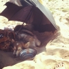 Bild av @murriah - Strandhunden! Inte lätt för en finsk lapphund, tur vi tog med paraflaxet och kunde styra upp ett slott till #thequeenofthebeach