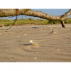 Bild av @boman1616 - #shell#snäcka#sand#deadtree#beach #strand #ignature#worldclassno_edit #nature_perfection #natur #nature #autum #höst #ig_week#alone#ensam#instanature#ignature#nature_collection #naturkonst