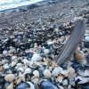 Bild av @karinas.inspiration - Massor med fina mussel-snäckskal på stranden.
#musselskal #snäckskal #bokenäset #västkusten