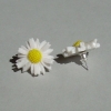 Daisys.