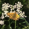 Northern Chequered Skipper/ Gulfläckig glanssmygare.