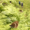 Scarce Heath/ Brun Gräsfjäril.