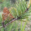 Marsh Fritillary/ väddnätfjäril.