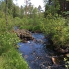 Lovely Corduelegaster habitat! Bra biotop för kungstrollsländor!