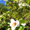 Även vår Magnolia Sieboldii blommar för fullt!