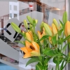 Färska blommor välkommnar alltid våran gäster redan vid entren ;)