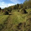 Tänk, vad mycket gräs! :)