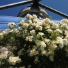 Rosor i full blom mitten av juli 2013