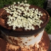 Flädern blommar fint på gården redan 