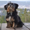 Diezel njuter av utsikten från Södra Berget