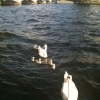 What do you call a baby swan anyway? (looking on google is cheating)