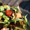 Salladen från öppningsveckans cafémeny