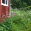 Midsommar närmar sig :). På Midsommarafton har vi öppet kl 9 - 14, dvs som på lördagar. På Midsommardagen håller vi stängt och njuter av den fina årstiden i vårt fina landskap.
Tipsa oss gärna om vad vi ska baka inför Midsommar. Är det något speciellt ni