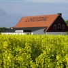 När rapsen blommar