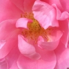 Bild från Läckö Strand av @patternpenny - Tea rose. #läcköstrand #nofilter #svensksommar #swedishsummer #flowers #rose #dscolor