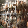 Xarcuteria på studiebesök hos Gianferrari. Här produceras prusciutto di Parma, culatello, lombetto och diverse salamikorvar som exempelvis felino.