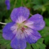 Geranium 
