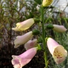 Digitalis, giftigt vacker...