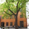The Chestnut tree on Brända Tomten