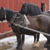 Första gången Foxan står brevid Svarten