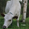 Frida - Bohuskulla