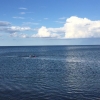 Bild från Ljugarns strand av @hornqvist - Blir hamburgare till middag så brände av ett eftermiddagspass. Sån jävla ångest att kliva i. Blåst ut i typ 2 dagar, känns som det är 12 grader i vattnet. #swimming #gotland #simning #training #bikestersverige #ad