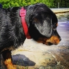 Bild från Bjärlången av @snehickaren - #tönnersjöheden #rottweiler #Chelly #bjärlången