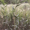 Bild från Bolen I Simonstorp av @crelle - #morgon #simning #crawl #öppetvatten #