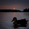 Bild från Hökarängsbadet av @odelli - Hello to you, too!

#hökarängsbadet #stockholm #sweden #sky #skies #skyporn #skylovers #moon #moonrise #fullmoon #moonlight #instamoon #nature #natureporn #naturelover #naturelovers #lake #landscape #instanature #inst