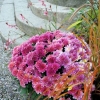 Höstblomster
