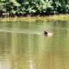 Bild från Femöringen av @taeppas - Sista badet för året tro?
Tyr trivs!
#belgianshepherd #Tervueren #Tyr